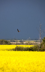 Image showing Storm Clouds Saskatchewan