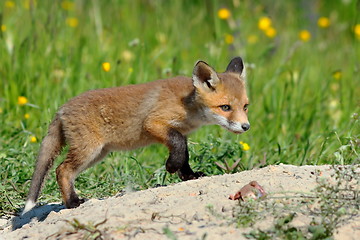 Image showing young eurasian red fox