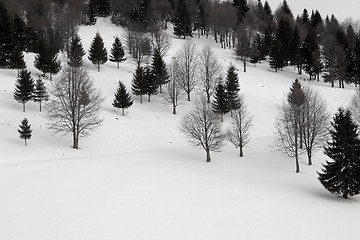 Image showing forest in winter