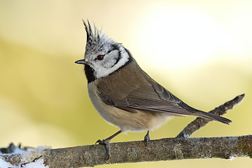 Image showing tiny crested tit in the garden