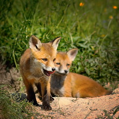 Image showing family of red foxes