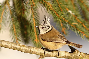 Image showing crested tit profile view