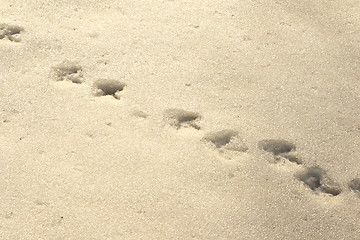 Image showing bird tracks in snow