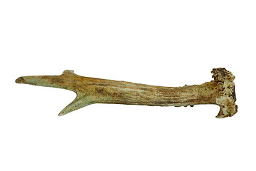 Image showing isolated roebuck real horn