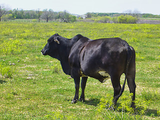 Image showing Cow