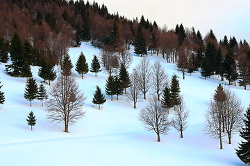 Image showing forest edge in winter