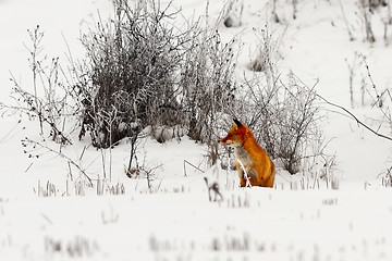 Image showing red fox on snow