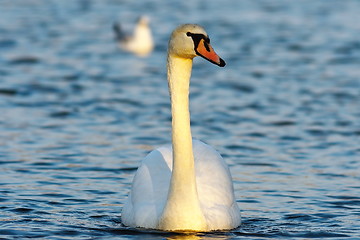 Image showing mute swan on blue water