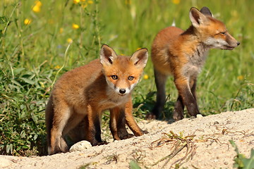 Image showing curious fox cub looking at the camera