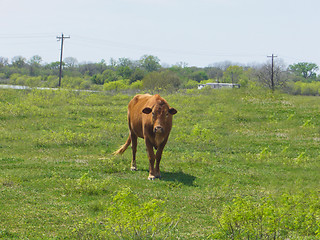 Image showing Cow