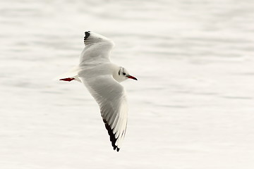 Image showing black headed gull in flight