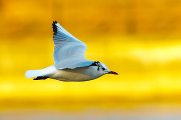 Image showing gull in flight over colorful out of focus background