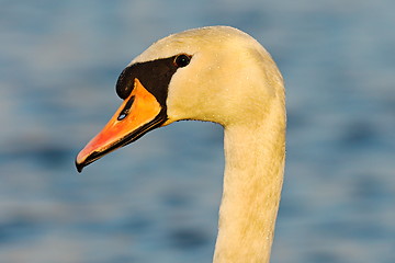 Image showing portrait of wild mute swan