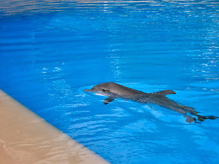 Image showing Dolphin