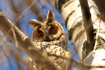 Image showing long eared owl in birch tree