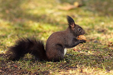 Image showing cute squirrel from the park