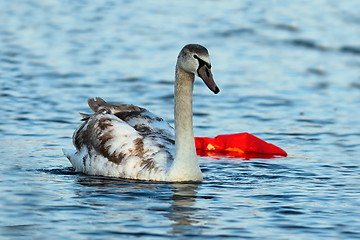 Image showing juvenile mute swan swimming on polluted river