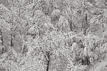 Image showing Winter trees covered with snow, Valtrebbia, Italy