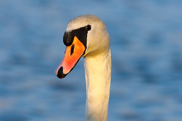 Image showing portrait of wild mute swan