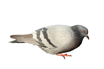 Image showing isolated feral pigeon 