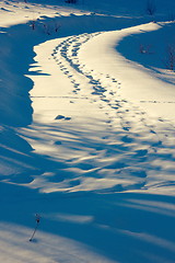 Image showing wildlife traces on rural road