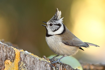 Image showing european crested tit on stump in the garden