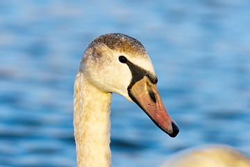 Image showing beautiful portrait of mute swan