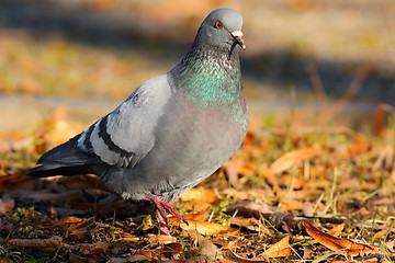 Image showing feral pigeon walking in the park