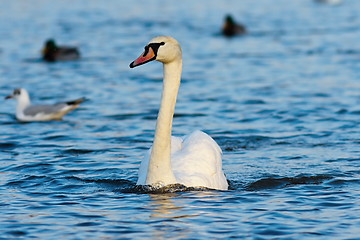 Image showing beautiful mute swan on blue water