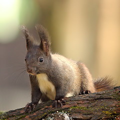 Image showing cute wild red squirrel