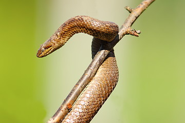 Image showing smooth snake after hibernation