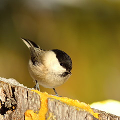 Image showing coal tit coming to feed on lard