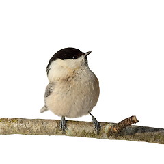 Image showing perched coal tit isolated on white