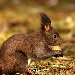Image showing hungry squirrel eating nut