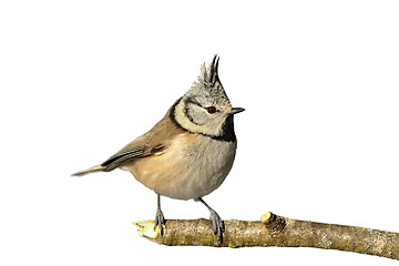 Image showing isolated crested tit on twig