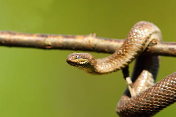 Image showing close up of smooth snake on branch