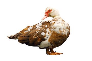 Image showing isolated domestic muscovy duck