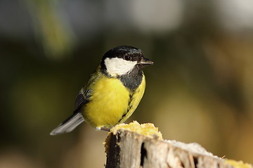 Image showing great tit perched on top of wooden stump