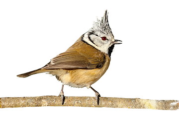 Image showing perched crested tit on white background