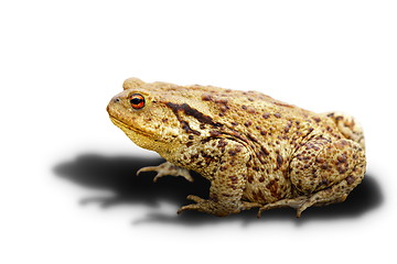 Image showing common toad on white background with shadow