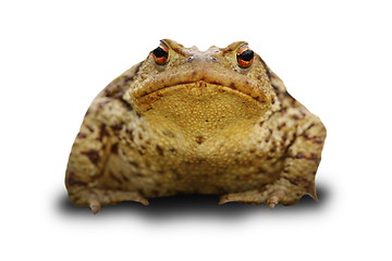 Image showing bufo frog over white