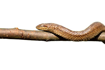 Image showing isolated closeup of smooth snake climbing on branch