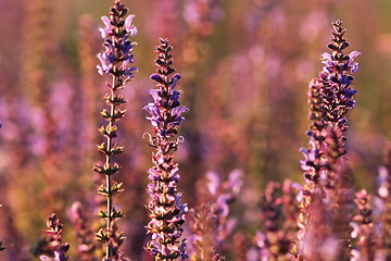 Image showing colorful wild flowers on summer meadow