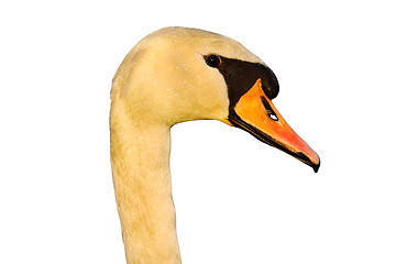 Image showing isolated portrait of mute swan