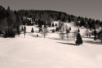 Image showing black and white image of forest edge