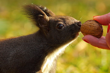 Image showing cute wild squirrel picking nut