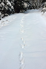 Image showing wild wolf tracks in big snow