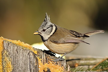 Image showing cute crested tit eating lard