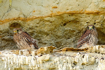 Image showing juveniles common kestrels