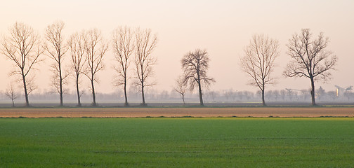 Image showing Poplar trees in a winter agrarian landscape near Gossolengo, Valtrebbia, Italy
